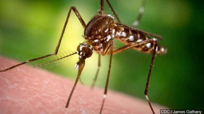 health-officials-report-10-west-nile-virus-cases-in-miami