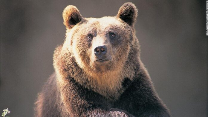 a-bear-in-italy-has-been-sentenced-to-death-activists-want-a-stay-of-execution.