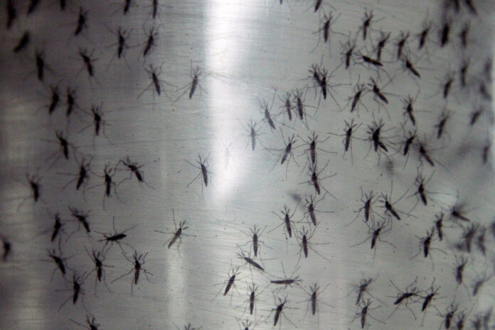 genetically-modified-mosquitoes-could-be-released-in-florida-this-summer