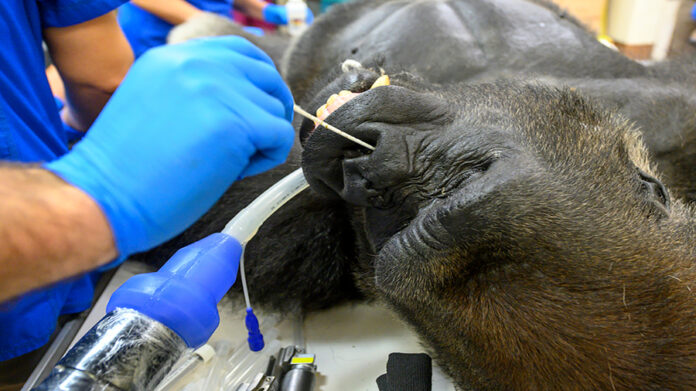 zoo-miami-gorilla-gets-covid-19-tests-during-treatment-for-bites