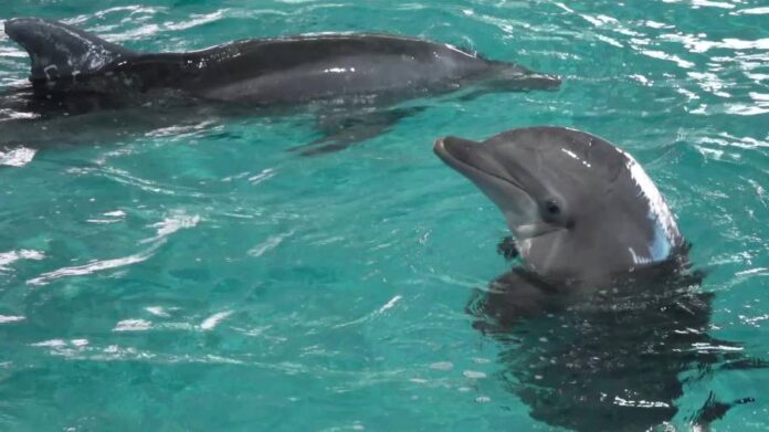 clearwater-marine-aquarium-dolphins-nicholas,-hemingway,-move-habitats-to-new-complex