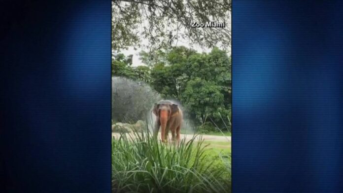 miami-zoo-elephants-enjoy-bath-thanks-to-miami-dade-fire-rescue