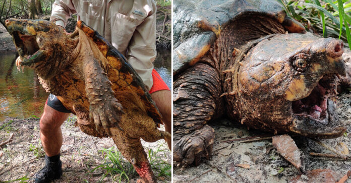 florida-trappers-capture-100-pound-suwanee-alligator-snapping-turtle