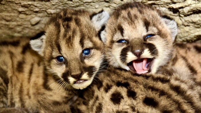 national-park-service-announces-mountain-lion-‘summer-of-kittens’-in-california