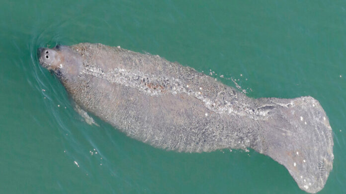 manatee-genetics-could-explain-why-the-creatures-are-leaving-florida’s-waters