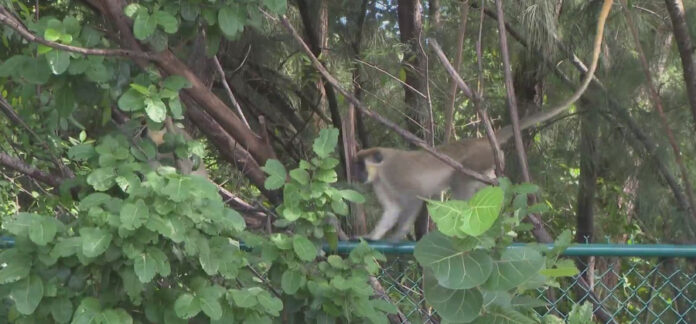 colony-of-wild-monkeys-living-among-human-population-in-south-florida-city