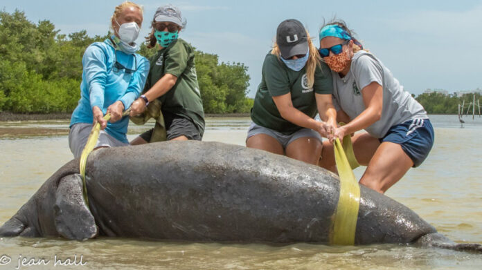fwc-team-rescues-manatee-stranded-at-tigertail-lagoon