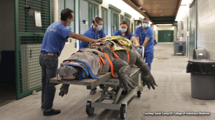 gators-helping-gators:-university-of-florida-veterinarians-help-injured-660-pound-alligator