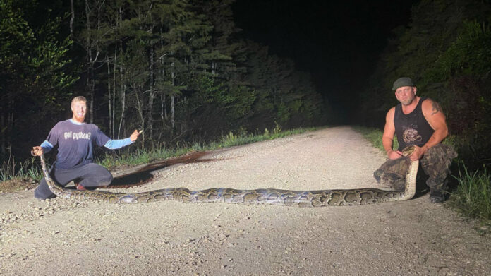 record-breaking-python-captured-in-florida
