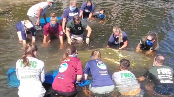 manatee-mother,-calf-released-into-hobe-sound-after-10-months-rehabilitating