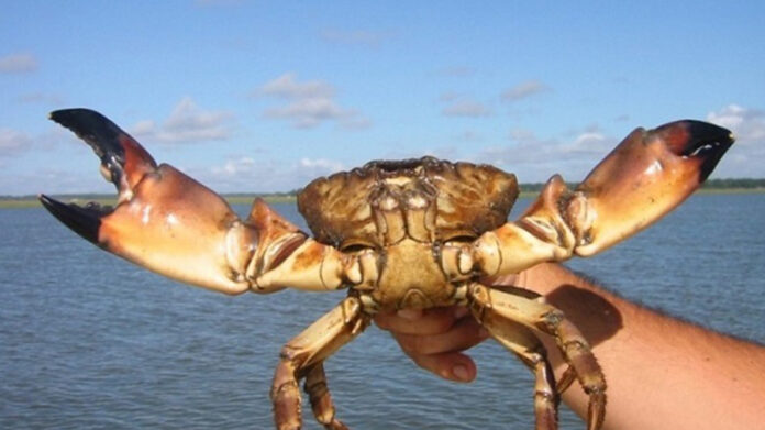 stone-crab-season-begins-oct.-15-with-major-changes