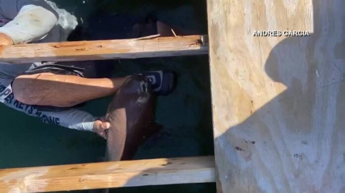 video:-nurse-shark-bites-man-in-florida-keys,-won’t-let-go