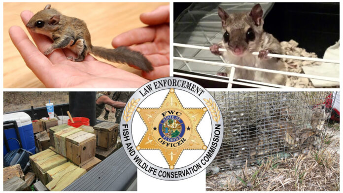 7-arrested-after-3,600-flying-squirrels-trafficked-from-florida-in-alleged-international-pet-trade
