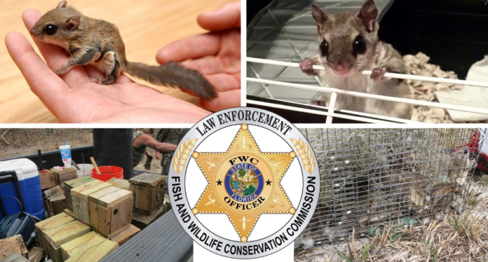 florida-wildlife-investigators-uncover-flying-squirrel-trafficking-ring:-officials