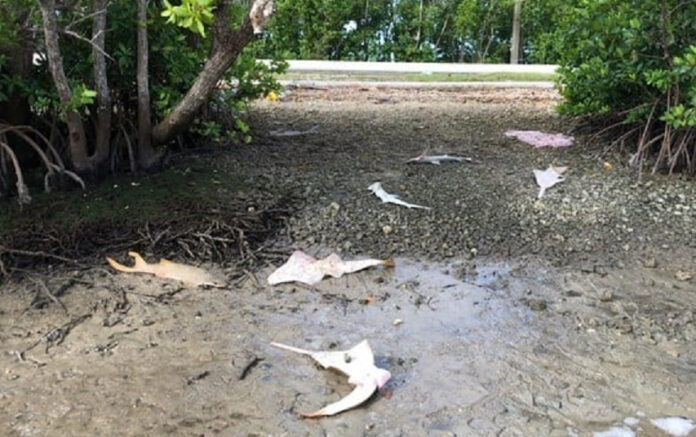 $20,000-reward-offered-after-critically-endangered-sawfish-found-dead-on-florida-road