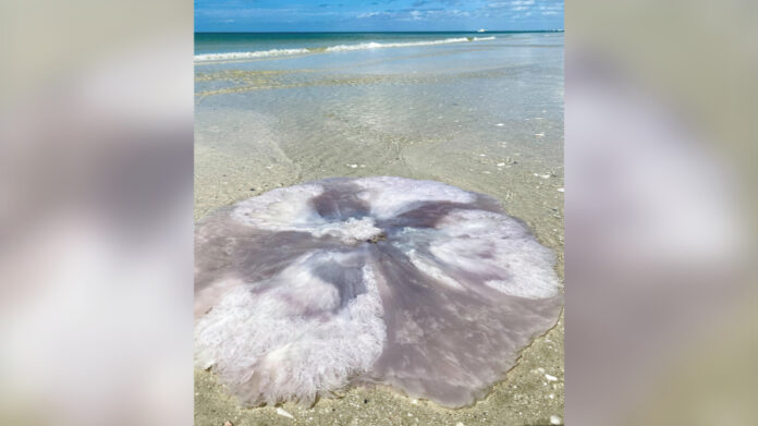 naples-man-finds-giant-jellyfish-while-running-on-beach
