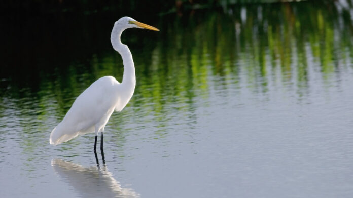 not-in-the-mood,-egrets-skipping-sex-after-eating-bad-fish