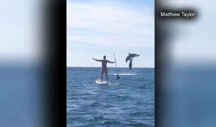 watch:-florida-paddleboarder-captures-video-of-dolphins-jumping-in-tandem