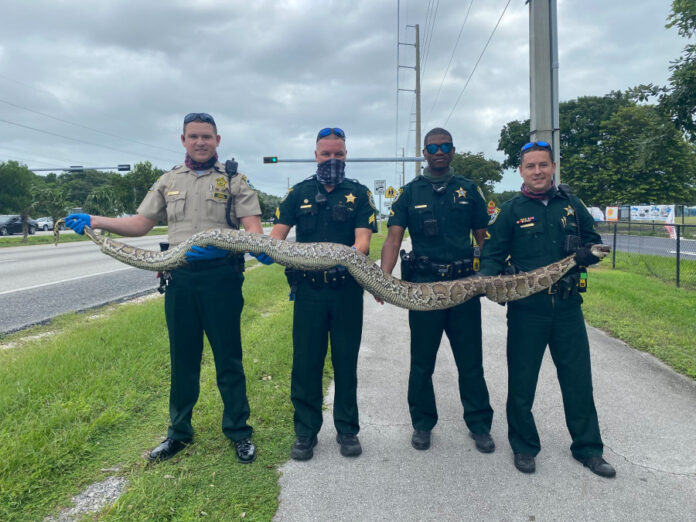 giant-dead-snake-found-in-median-of-florida-highway