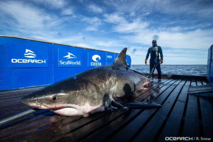 massive-great-white-shark-pings-off-coast-of-florida