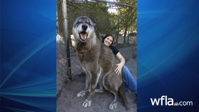 yuki,-the-‘giant’-florida-wolfdog,-dies-at-age-13