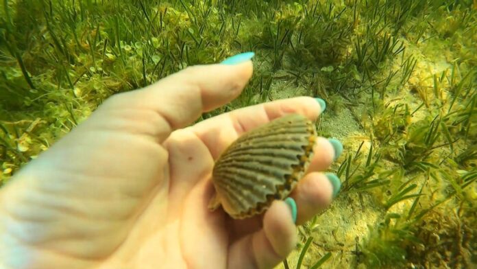 despite-red-tide-concerns,-scalloping-is-back-in-pasco-county