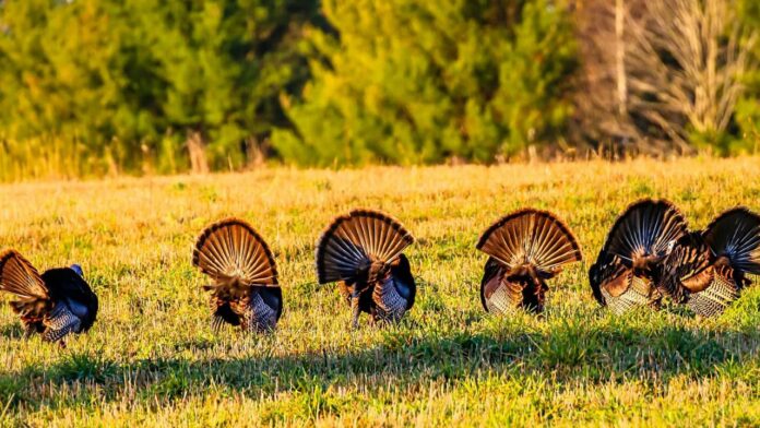 learning-florida-hunting-regulations-as-wild-turkey-mating-season-approaches-this-spring