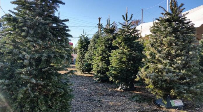 where-to-find-live-christmas-trees-across-tampa-bay