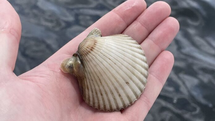 pasco-county-gets-extended-scallop-season