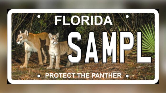 new-panther-license-plate-features-famous-female-and-her-kitten
